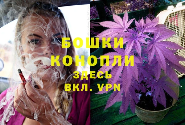 индика Апатиты
